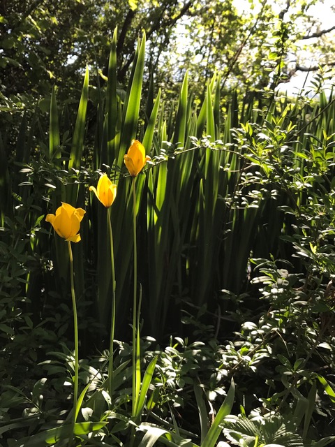 Jardins Vivants